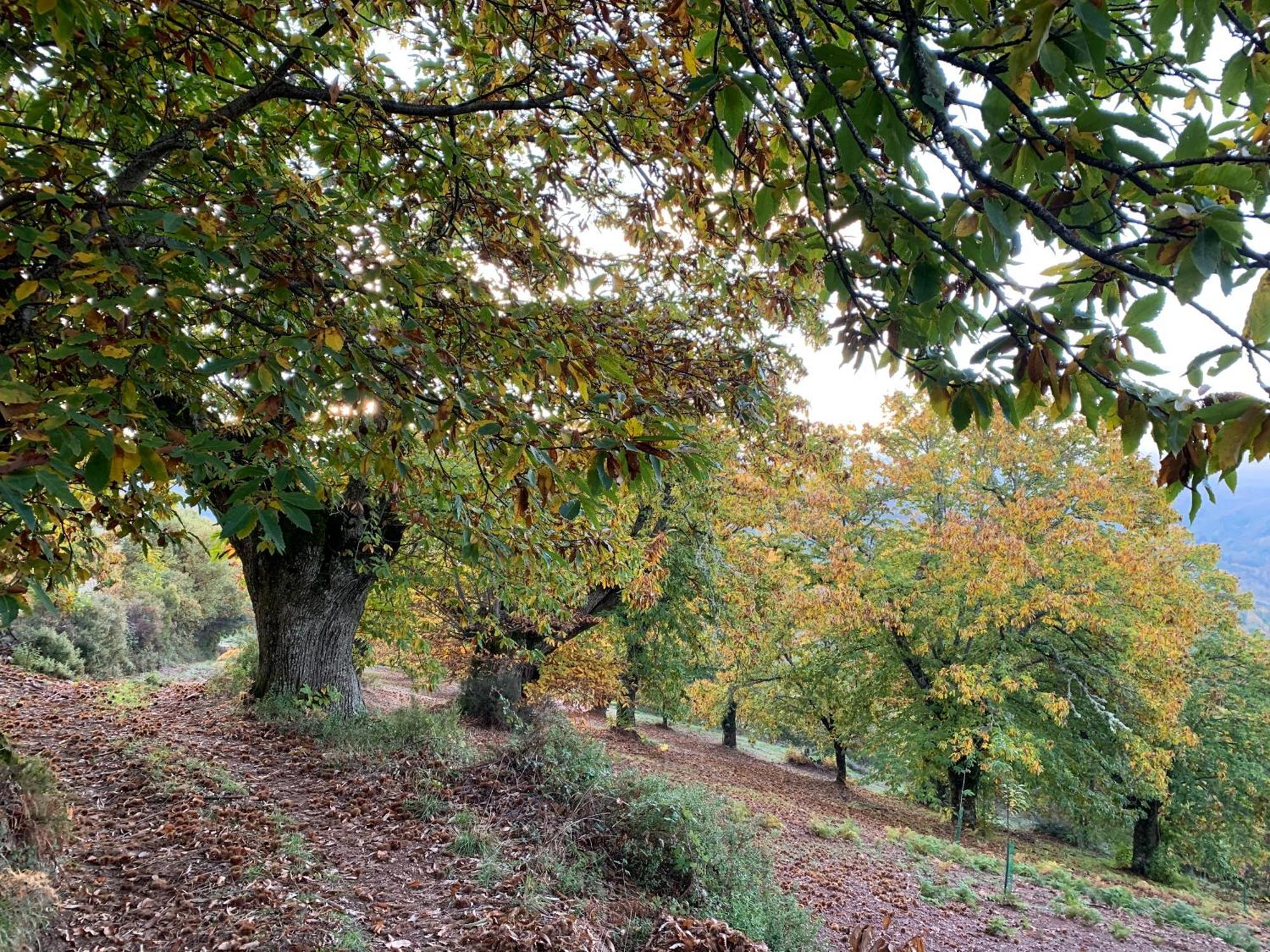 Casa Do Souto - Nature & Experiences - Turismo Rural Braganca Luaran gambar